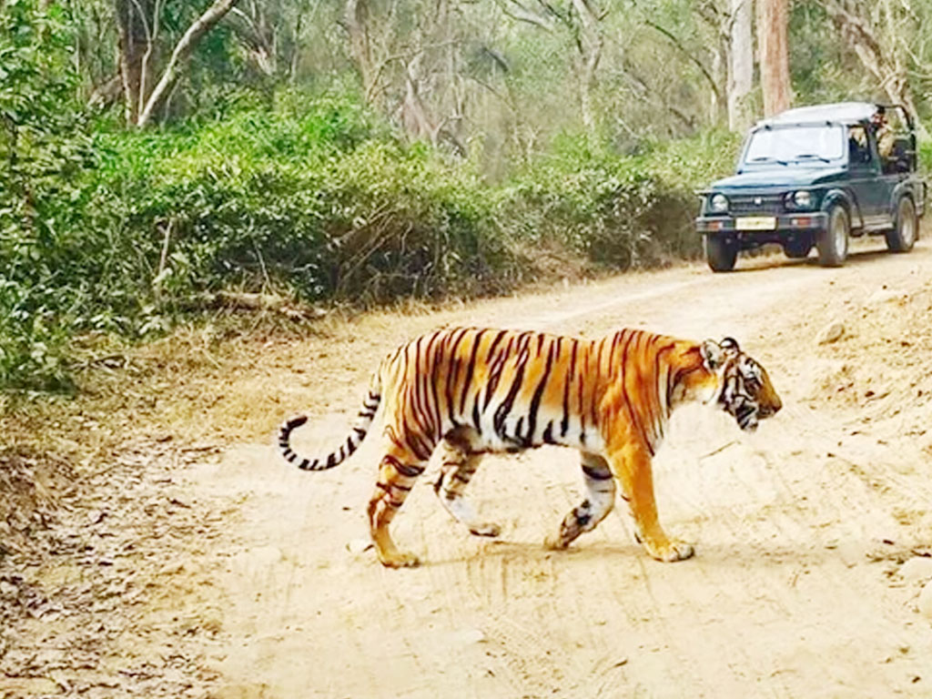 Corbett Jeep Safari