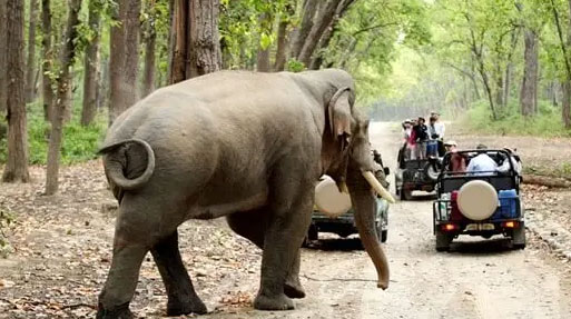 Dhela  Jeep Safari Zone