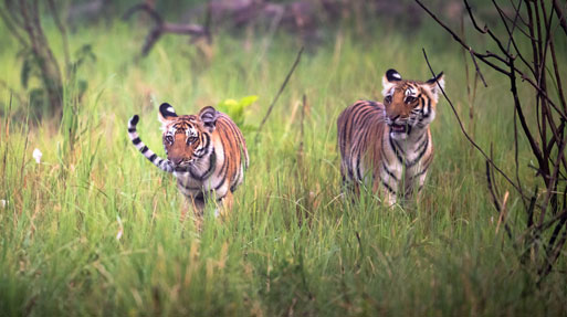 Durgadevi Jeep Safari Zone
