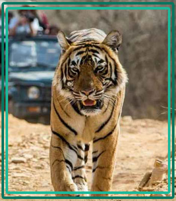 Corbett Habitats