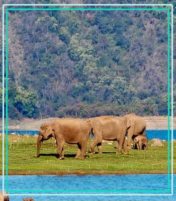 Bijrani Zone Flora and Fauna