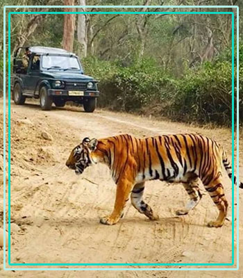 Bijrani Zone Safari