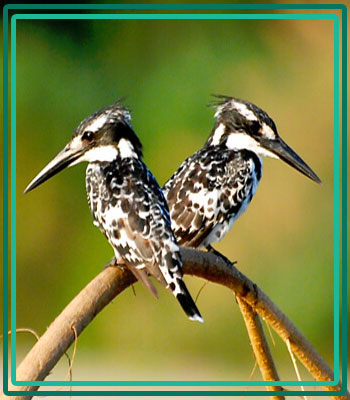 Jim Corbett National Park