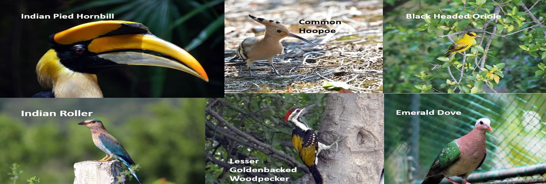 Bird Watchning Tour