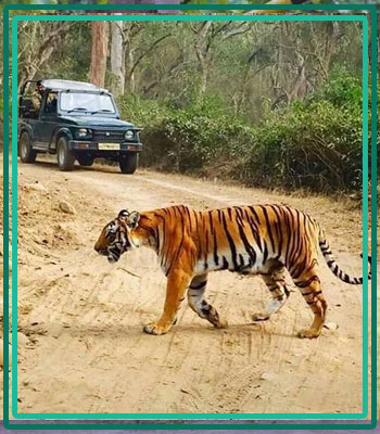 Corbett Attraction Safari