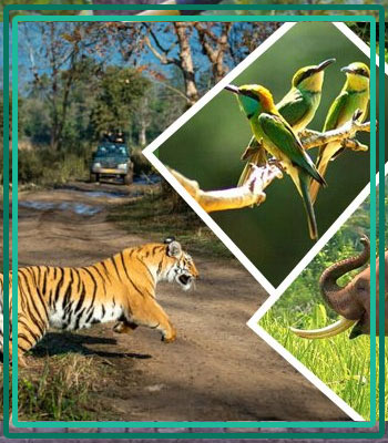 Jim Corbett Safari