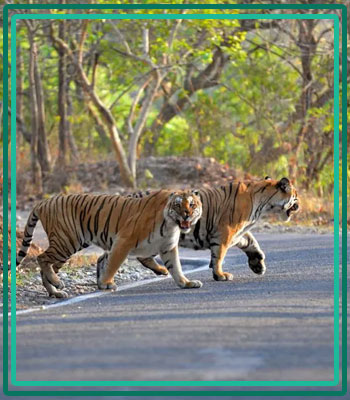 Corbett Tiger Safari