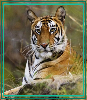 Popular Tour Pacakge Jim Corbett