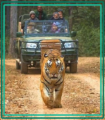 Jim Corbett and Rishikesh Travel