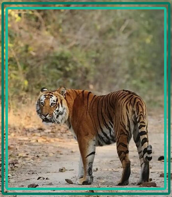 Do's and Don'ts in Jim Corbett Park