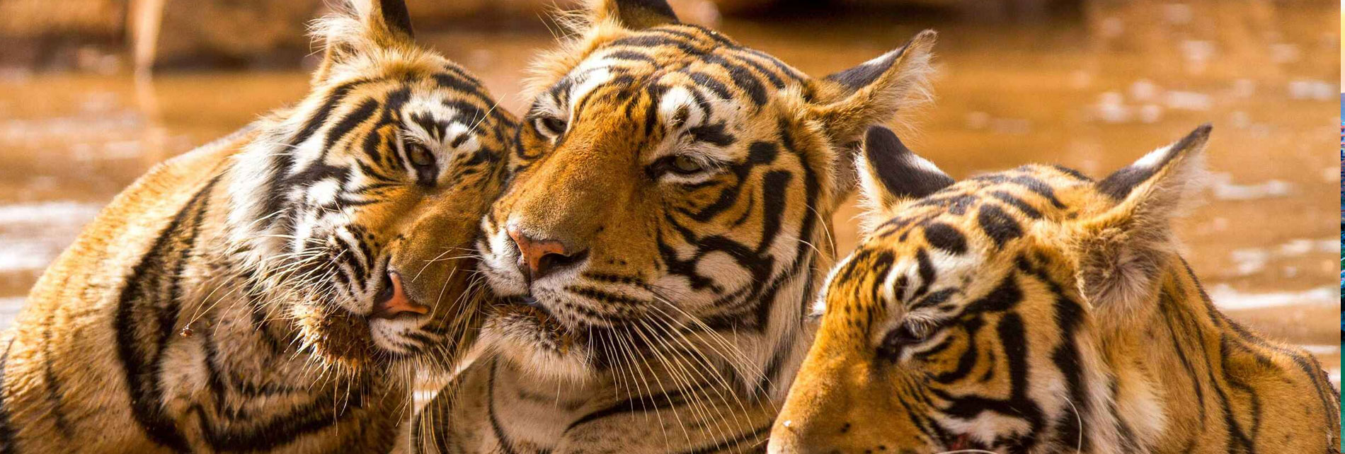 Corbett Tourism Zone