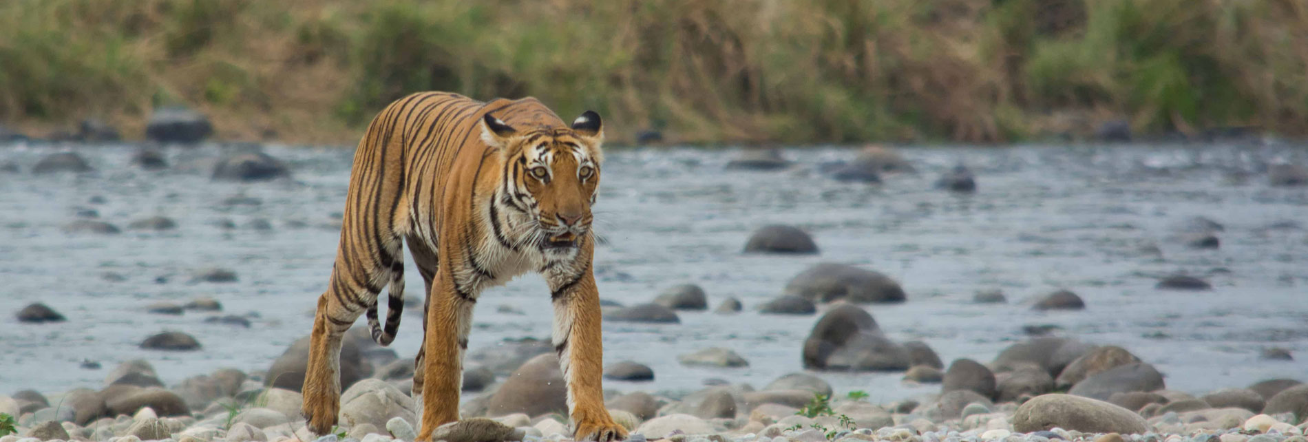 Visitors Facilities in Jim Corbett Tour & Travels