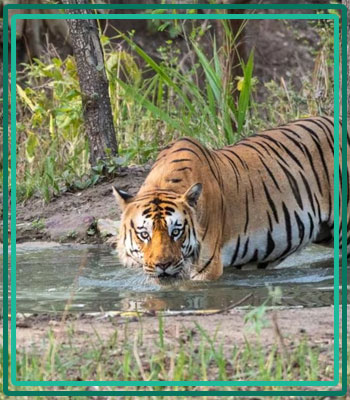 Jim Corbett park