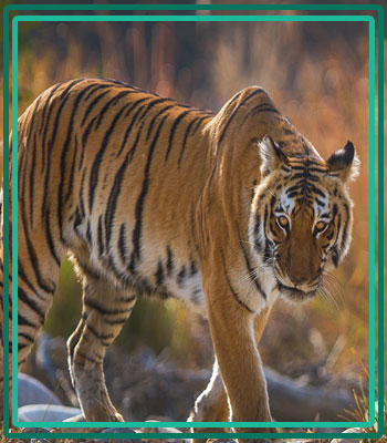 Dhela Tourism
