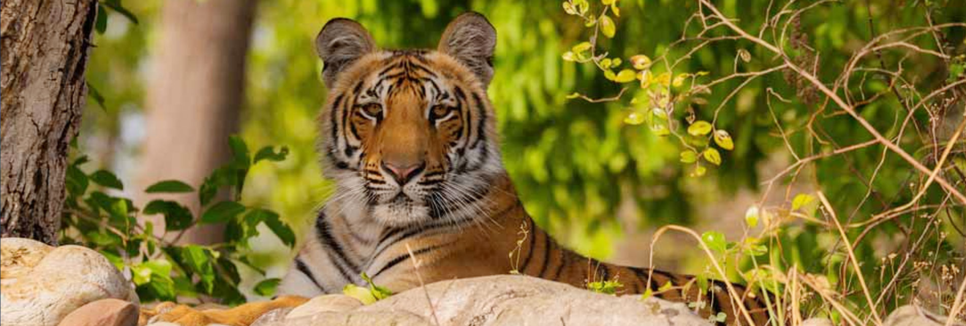 Dhela Tourism Zone Jim Corbett Safari and Booking