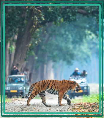 Jim Corbett and Rishikesh Travel
