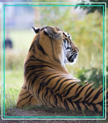 Jhirna Zone Safari