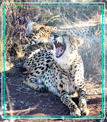 Jhirna Zone Safari
