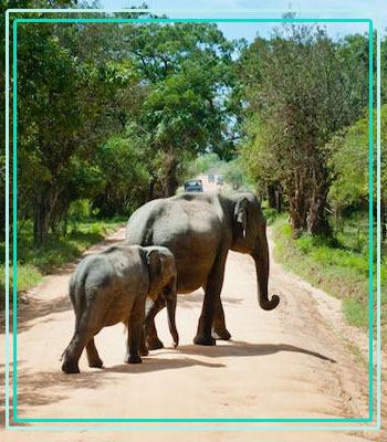 Jhirna Zone Safari