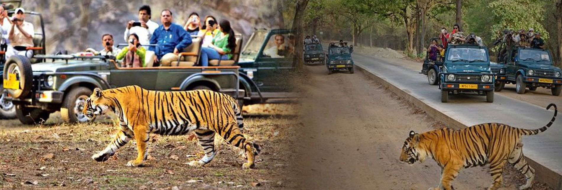 Jhirna Tourism Zone Jim Corbett