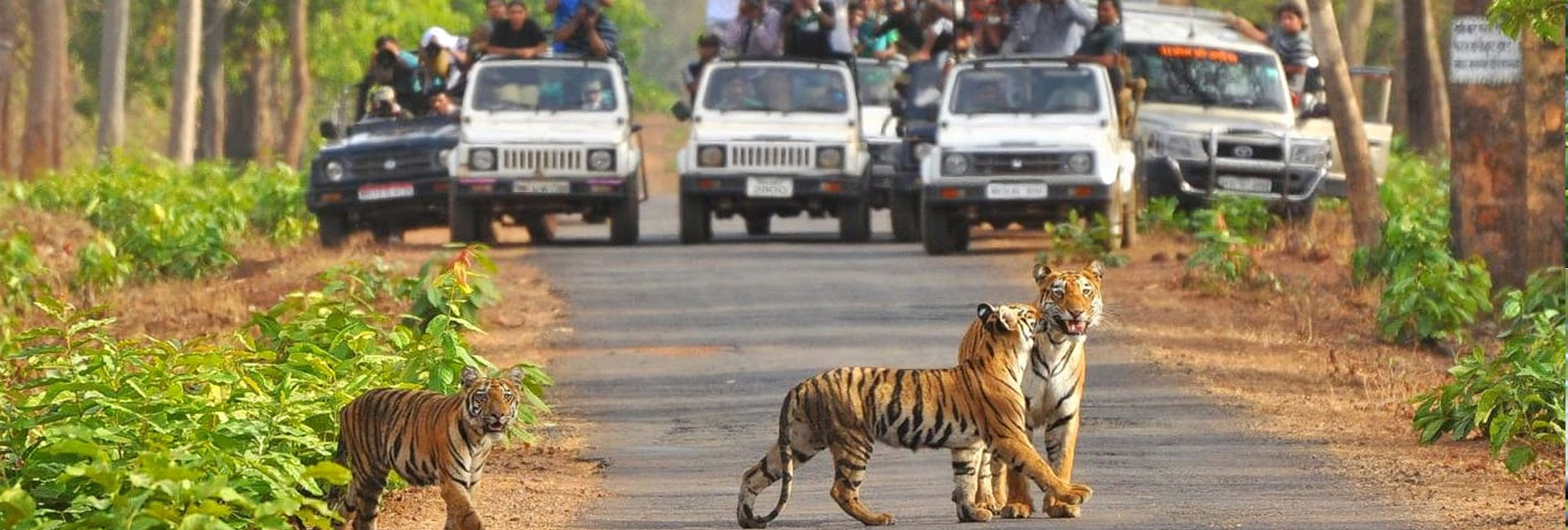 Jim Corbett Corporate Group Tour Package