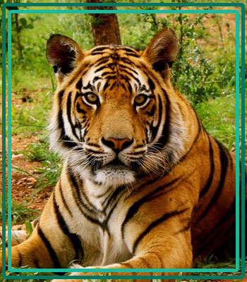 Jim Corbett Exploration Tour Package
