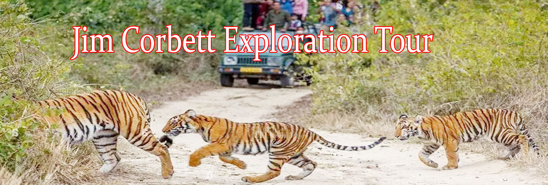 Jim Corbett Corporate Group Tour Package