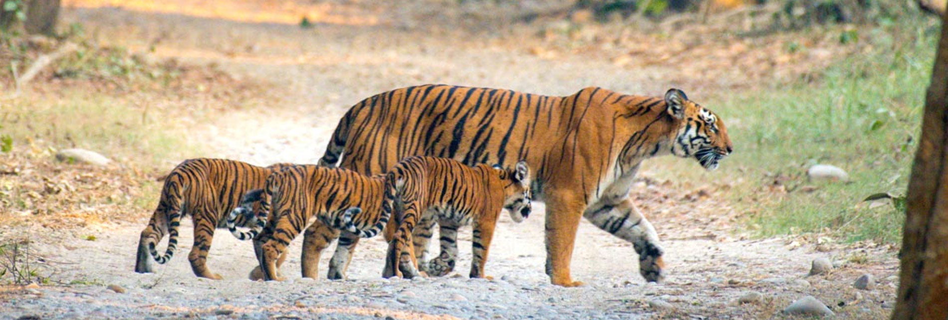 Jim Corbett Inforamation