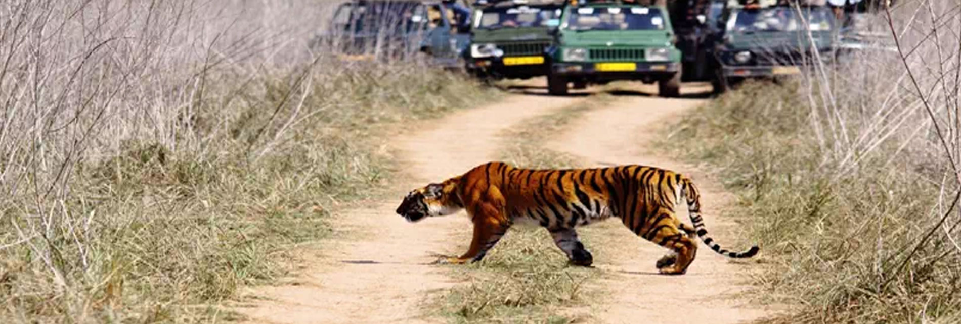 Jim Corbett