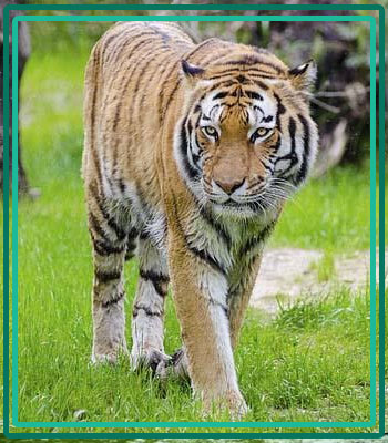 Corbett Phato Zone