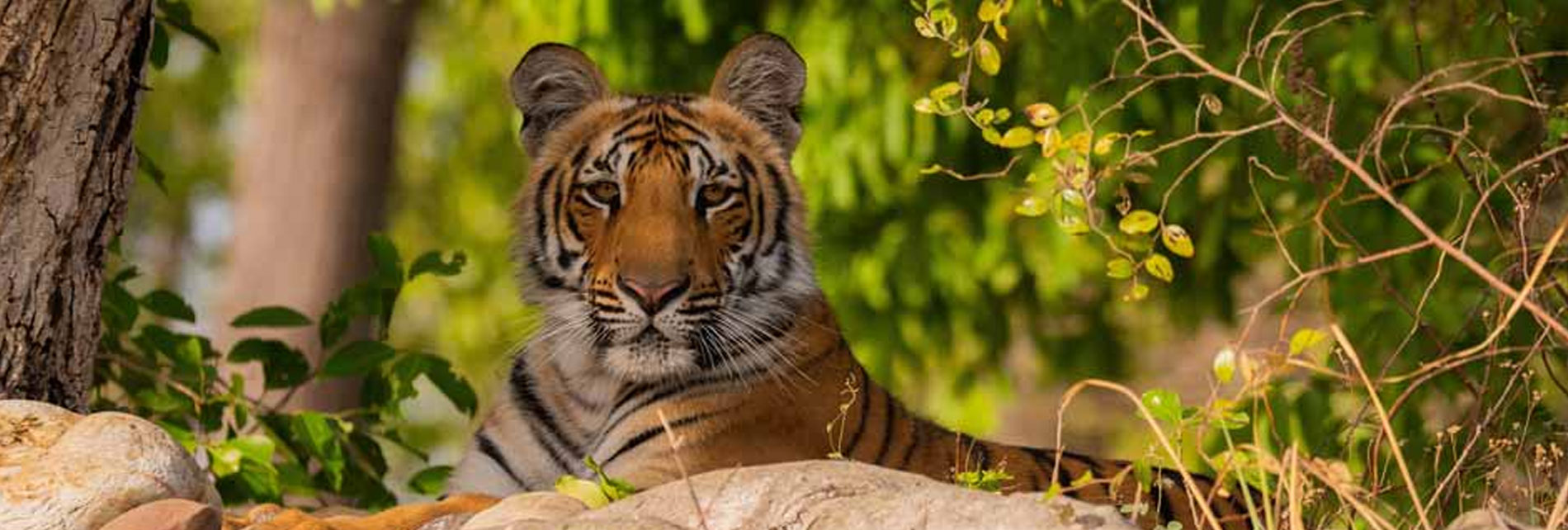 Phato Tourism Zone Corbett